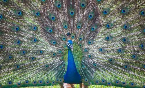 Sri Lanka Ceylon Peacock Wild Life