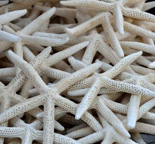 Starfish Shell Sea Life Beach Ocean Wildlife