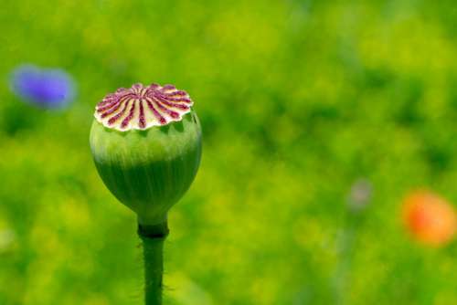 Stem Bloom Plant Nature Spring Blossom Floral