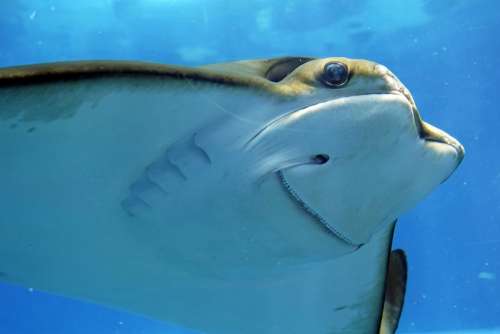 Stingray Rays Underwater Underwater World Aquarium