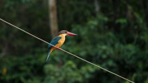 Stork Billed Kingfisher Kingfisher Bird Perching