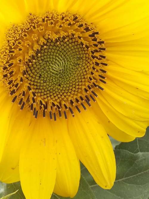 Sun Sunflower Solstice Yellow Summer Bloom Nature