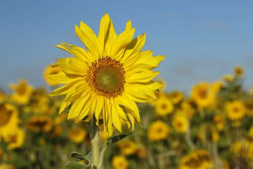 Sunflower Flower Nature Floral Plant Natural