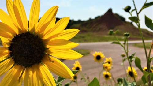 Sunflower Sunflowers Bloom Yellow Summer Nature