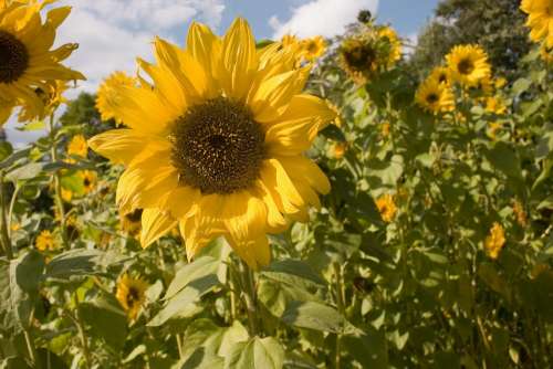 Sunflower Flowers The Petals Flower Yellow Summer