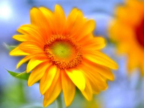 Sunflower Yellow Summer Flower Bloom Flowers