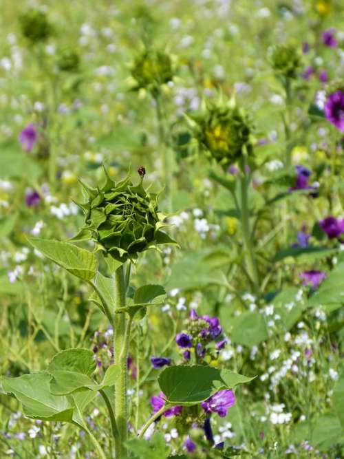 Sunflower Field Arable Agriculture Flower Strips