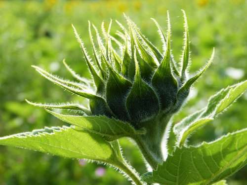 Sunflower Bud Unopened Green Agriculture Arable