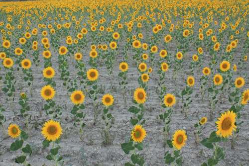 Sunflowers Field Cultivation Sunflower Yellow