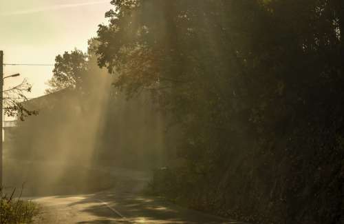 Sunrays Nature Trees Sky Landscape Sunlight