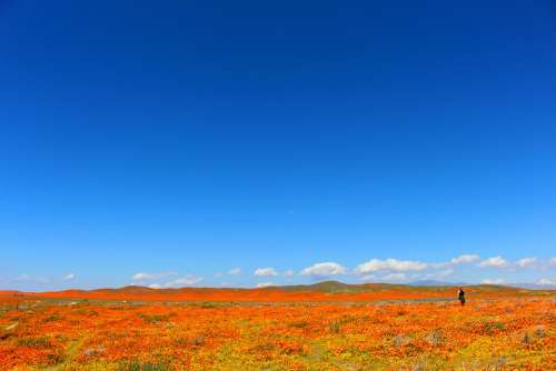 Superbloom Poppies California Southwest Desert