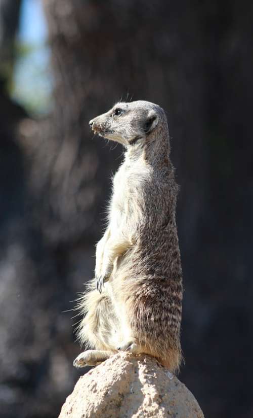 Suricate Meerkat Animal Cute Africa Nature