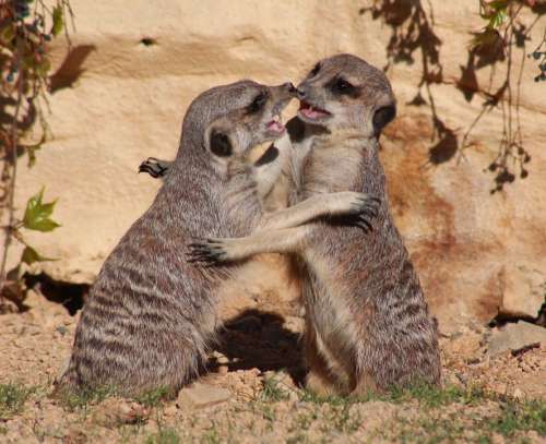 Suricate Meerkat Animal Cute Africa Nature Fight