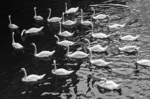 Swan Water Bird Lake Nature Pet Swans