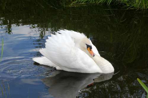 Swan Plumage Swimming Stately Elegant Waterfowl