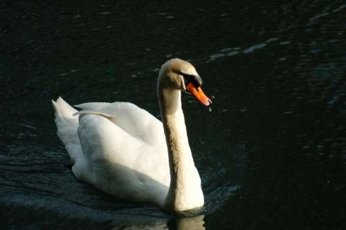Swan Water Birds Feather Plumage Bird Animal Ala