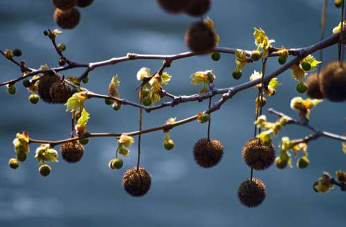 Sycamore Tree Branch Fruits Seeds