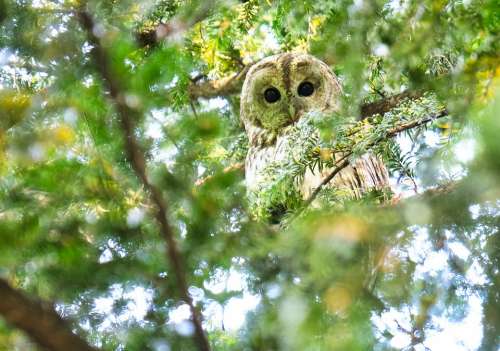 Tawny Owl Owl Raptor Bird Plumage