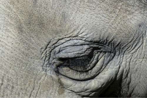 Tearing Cry Elephant Eye Nature Animal Wildlife
