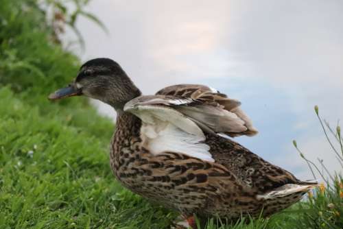 Texel Duck Water Animal Nature Lake Plumage Wing