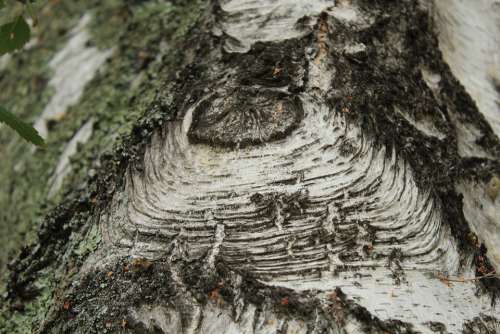 Texture Tree Nature Wood Green Trunk