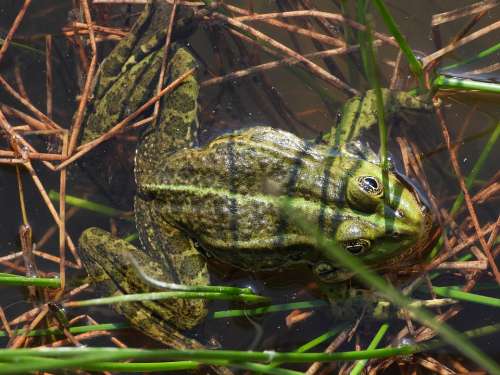 The Frog Lake Green Spring Animals Nature