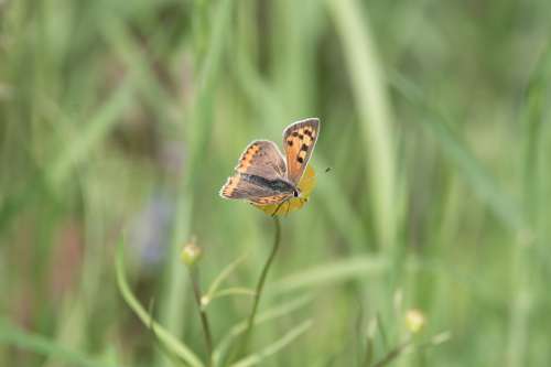 The Large Černokřídlý Butterfly Meadow Insect