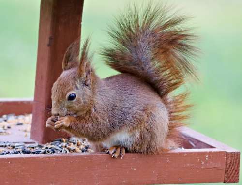 The Squirrel Rodent The Feeder Food Seeds Mammal