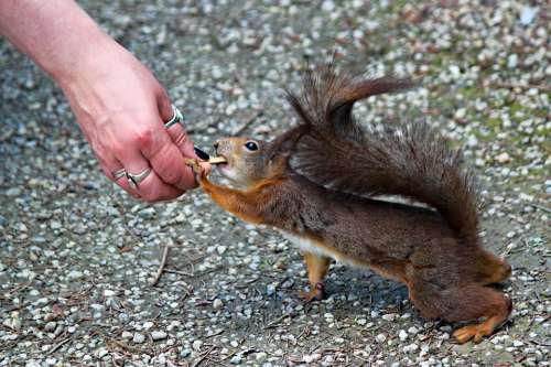 The Squirrel Fearless Sassy Feeding From The Hand
