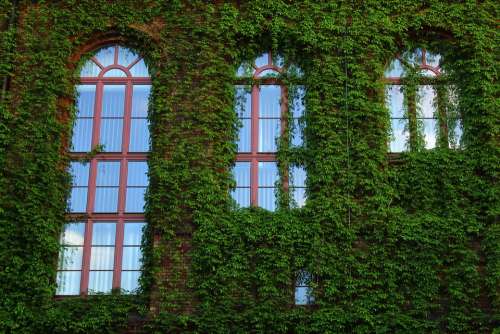 The Window Plants Green Facade Architecture Vines