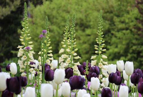 Thimble Tulips White Purple Flowers Blossom Bloom