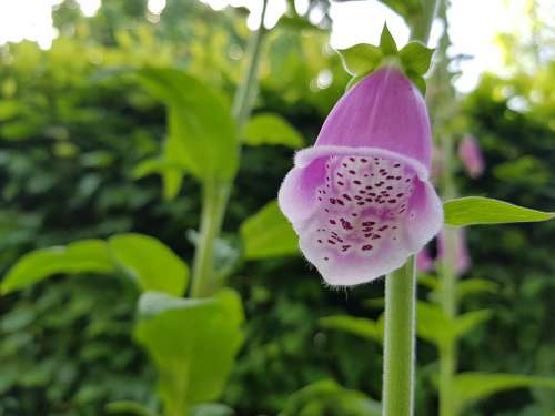 Thimble Plant Flower Close Up Toxic Blossom Bloom