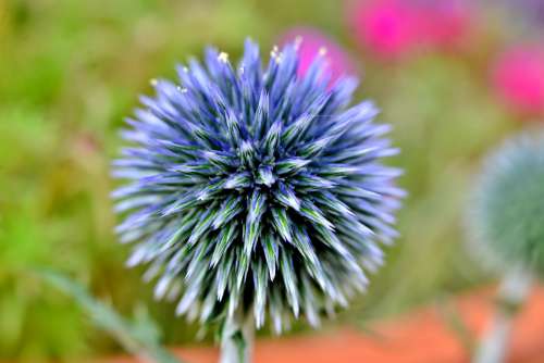 Thistle Flower Blue Vegetable Prickly Purple