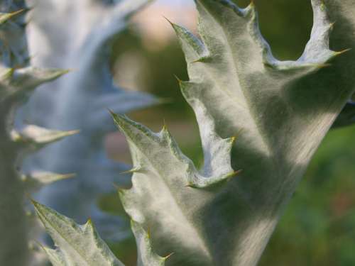 Thistle Spur Nature Flower Plant Prickly Close Up