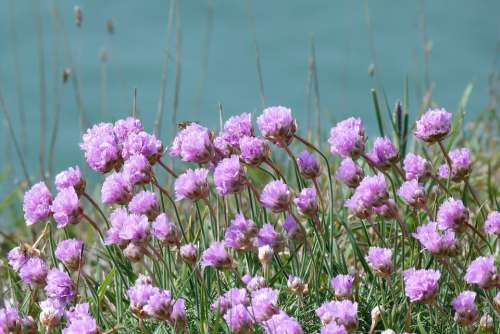 Thrift Armeria Flower Nature Coastal Spring Pink