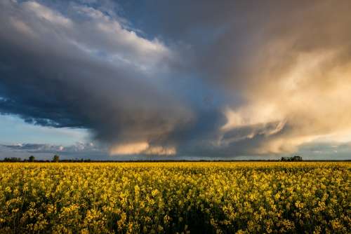 Thunderstorm Oilseed Rape Storm Clouds