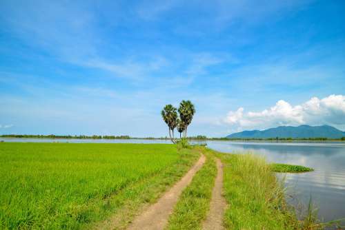 Tree Alone Tri Ton Vietnam River Rice Field