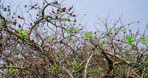 Tree Fruit Healthy Vitamins Berries Delicious