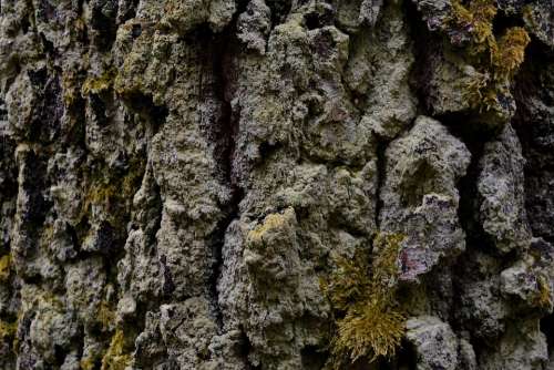 Tree Bark Tribe Moss Forest
