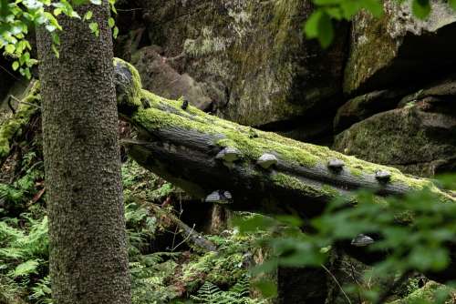 Tree Mushrooms Forest Nature Landscape Master