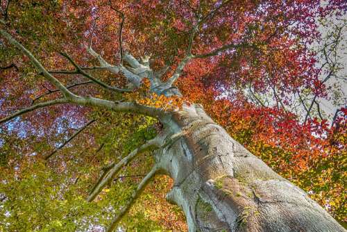 Tree Nature Tribe Autumn Beautiful Colorful