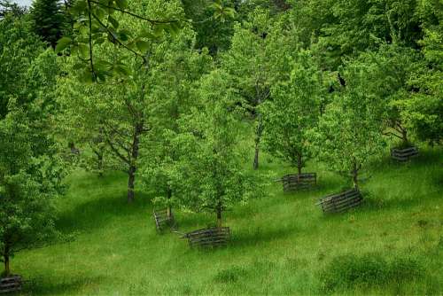 Trees Nature Pasture Fencing Outline Forest