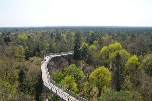 Treetop Path Forest Landscape Destination Hiking