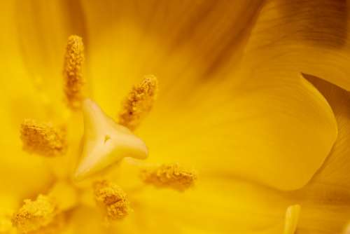 Tulip Blossom Pistil Pollen Flowers Spring Yellow