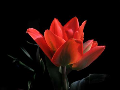 Tulip Red Black Background Spring Nature Plant