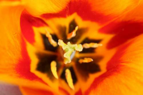 Tulip Flower Spring Stamp Orange