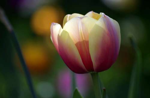 Tulip Flower Spring Blossom Bloom