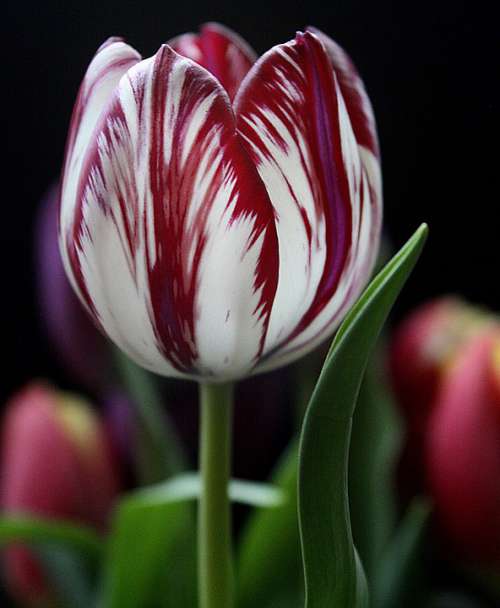 Tulip Flower Red Striped Beautiful Spring Floral