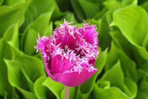 Tulip Jagged Wielopłatkowy Flower Garden Color