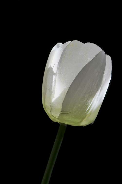 Tulip Art Flower White Decoration